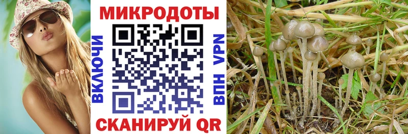 Галлюциногенные грибы Psilocybe  дарк нет формула  Карачаевск  hydra рабочий сайт 